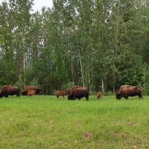 More Wood Bisons close to Liard Hot Springs